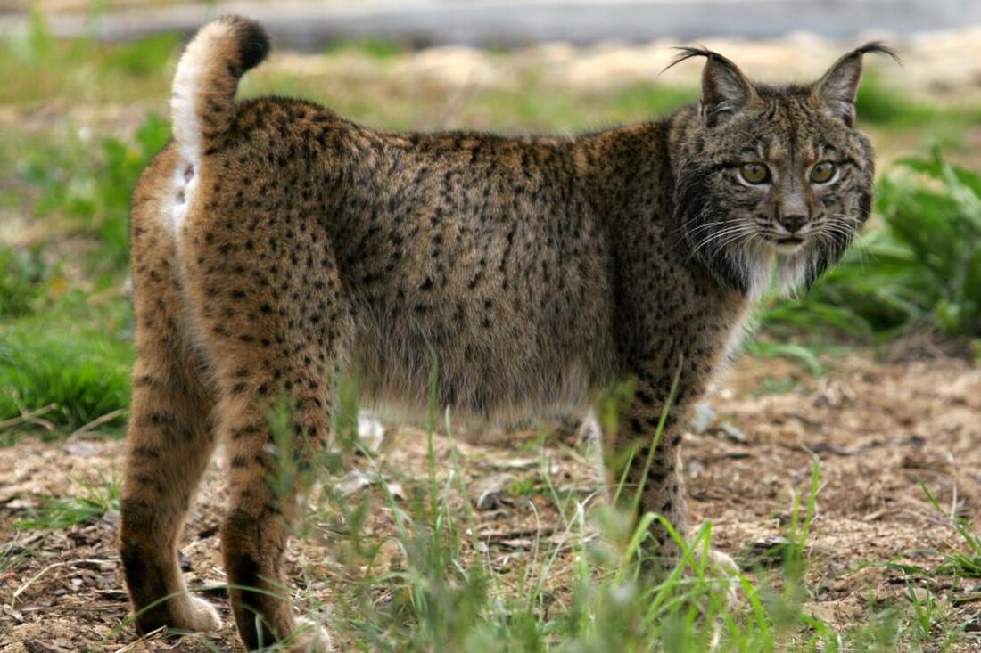 Lynx pardinus