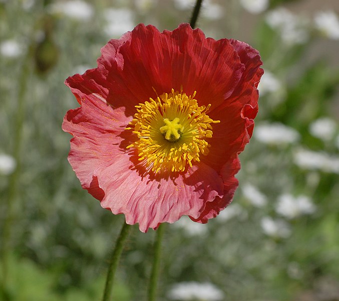 File:Iceland Poppy Papaver nudicaule 'Champagne Bubbles' Pink Flower.jpg