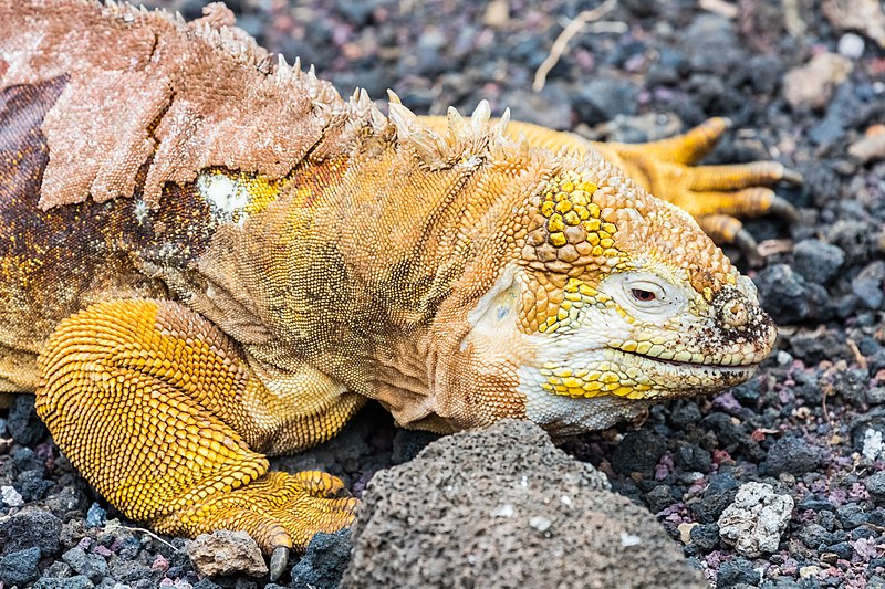 File:Iguana terrestre (Conolophus subcristatus), isla Santa Cruz, islas Galápagos, Ecuador, 2015-07-26, DD 11.JPG