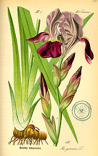 Illustration_Iris_germanica0.jpg