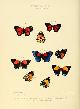 As três borboletas acima e as quatro borboletas mais abaixo, nesta gravura do ano de 1855, são espécies do gênero Paulogramma (P. pyracmon e P. eunomia). Ao centro e à direita desta, Callicore astarte (subespécie patelina).[1]