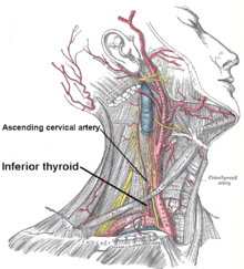 Inferior thyroid and ascending cervical.PNG