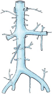 Thumbnail for Inferior vena cava syndrome