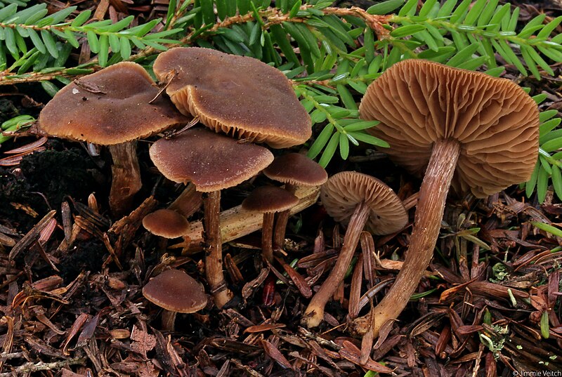 File:Inocybe tubarioides 753489.jpg