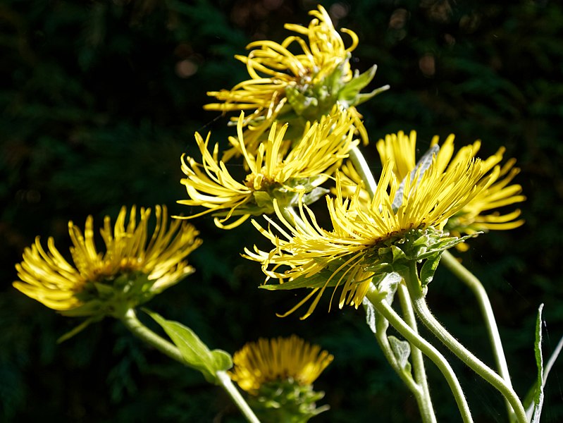 File:Inula magnifica, giant fleabane at Nuthurst, West Sussex, England.jpg