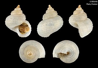 Iphitus (gastropod)