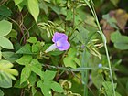 Ipomoea nil (6254346454).jpg