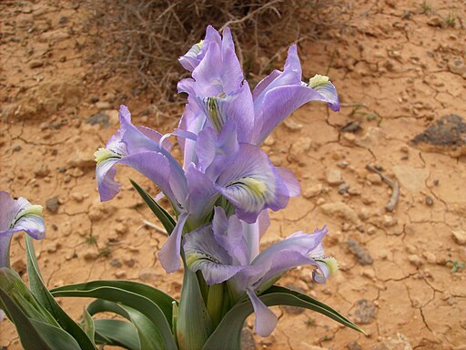 Iris aucheri flowers in Syria