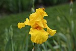 Thumbnail for File:Iris germanica Barbata Eliator group 'Sun Worshippper' flower front.jpg