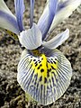 Iris histrioides 'Katharine Hodgkin'