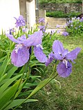 Thumbnail for Iris tectorum