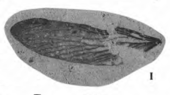 undescribed isopteran Isoptera (Lewis, 1992) plate1, fig I.png