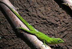 Description de l'image Jamaika-anolis-22.jpg.