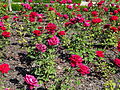 Español: Jardín de la Glorieta de la Cruz Roja, Córdoba (España).