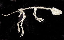 A Jeholosaurus shangyuanensis csontvázának rekonstrukciója (Dinosaurland, Lyme Regis).