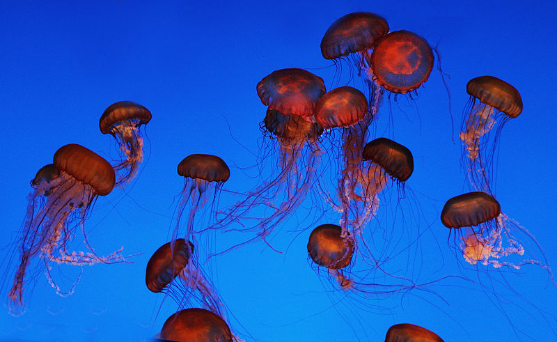 File:Jellyfish in Flight (6378715899).jpg