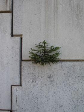 Jeune sapin poussant dans l'interstice d'un mur vertical, le long de la piste de bobsleigh de la Plagne