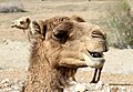 Camelus Dromedarius