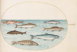 Animalia Aqvatilia et Cochiliata (Aqva): Plate XL