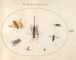 Animalia Rationalia et Insecta (Ignis):  Plate LXI