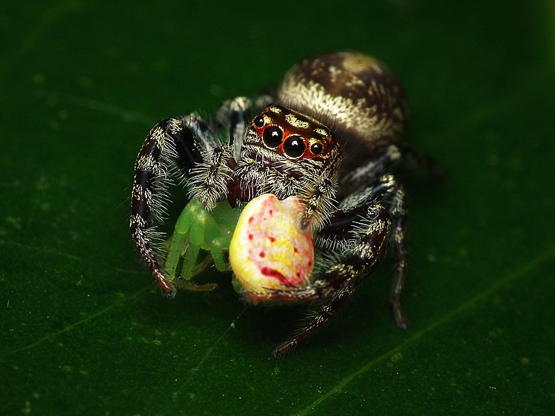 File:Jumping Spider Meal 2 (5542134650).jpg