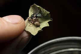 Araignée sauteuse tenant sa proie.