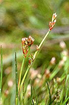 Jonc rude (Juncus squarrosus)