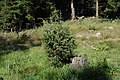 Juniperus communis in natural monument Poledni in 2011 (1).JPG