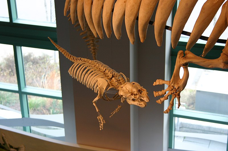 File:Juvenile sirenian skeleton.jpg