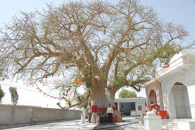 Kalpavriksha Tree at Bilar, Rajasthan