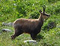 Alpine Wildlife Notes: Alpine Chamois – Rupicapra Rupicapra 