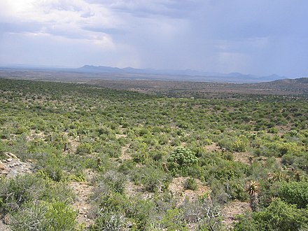 The grassy plains of the Karoo.