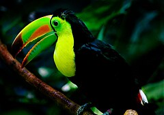 Keel-billed toucan woodland.jpg