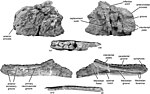 Miniatura para Kelmayisaurus petrolicus