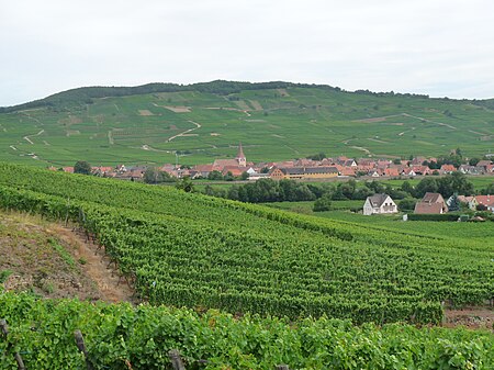 Kientzheim Vignoble (3)