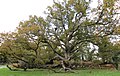 King oak.jpg