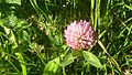6 ziemlich sicher Trifolium pratense