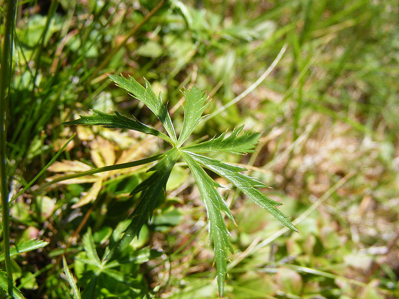 File:Klein sterrenscherm Astrantia minor DSCF1274.JPG