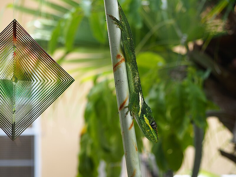 File:Knight Anole on a pole 5.JPG