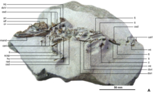 Skeleton of coexisting Knoetschkesuchus Knoetschke-3a.png