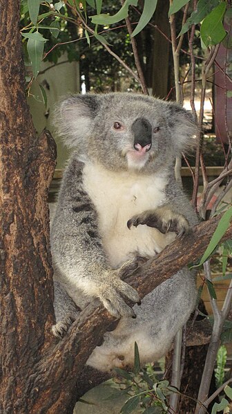 File:Koala, Sydney.JPG