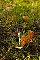 * Nomination A crocus grows out of the ground on a glade on Freinberg. The flower has not yet opened. --Liberaler Humanist 12:31, 25 March 2016 (UTC) * Promotion Good quality. Jahreszeitliches Dokument. --Steschke 14:06, 25 March 2016 (UTC)