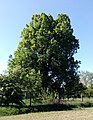 Čeština: Lípa u Hlinické hájovny v Hlinici, okres Tábor, památný strom č. 105503. English: Tilia cordata, a memorable tree in Hlinice, Tábor District, south Bohemia, Czech Republic.