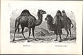Camelus Cwol