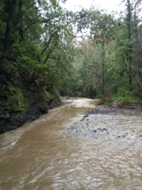 The creek in January 2016, during the wet season.