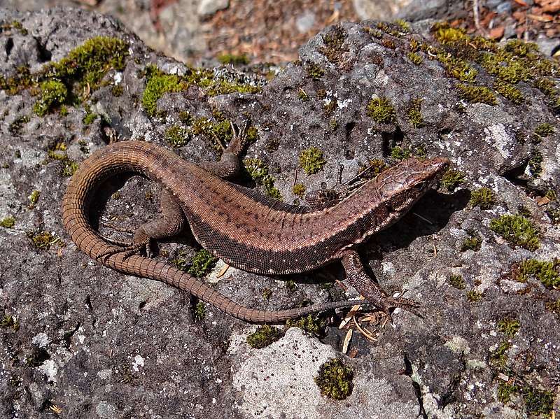 definitely NOT a scary animal in Madeira: the Madeira Wall lizard