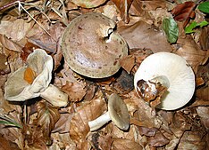 Lactarius blennius JPG01.jpg 