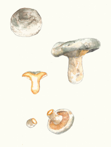 Lactarius quieticolor.png