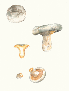 Lactarius quieticolor