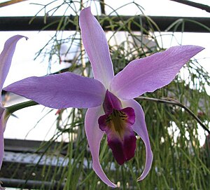 Laelia anceps3.JPG